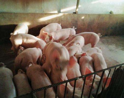 仔猪刚打疫苗拉稀能喂药吗,仔猪拉稀母猪吃点什么药