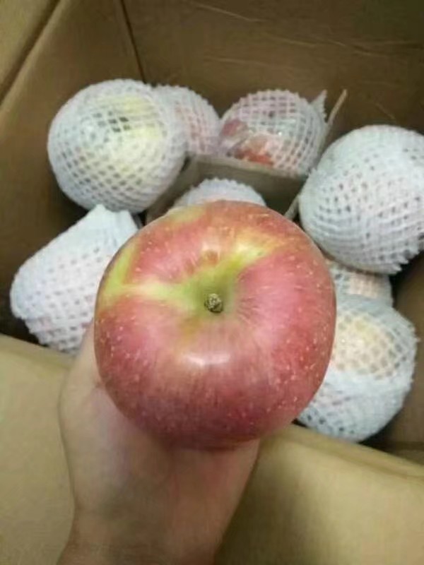 山西红富士苹果，手机微信号:13453922950