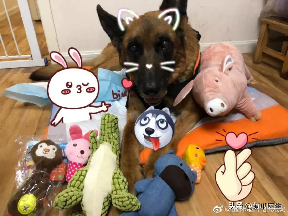 长得最像狼的狗,最帅狗