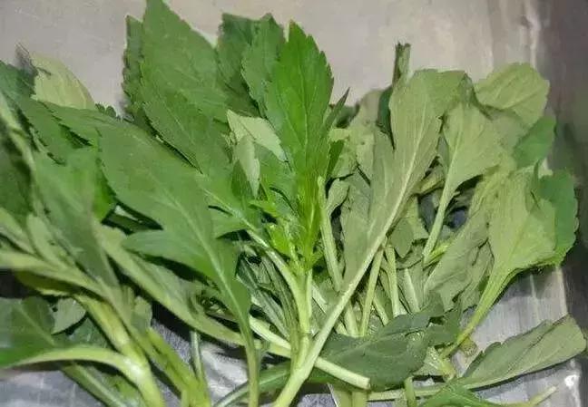 武穴又到挖野菜的时候了，江边好多人都在挖野菜，你吃了吗？