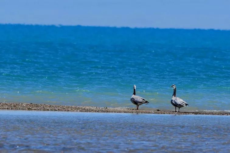哈拉湖秘境,哈拉湖无人区游玩攻略