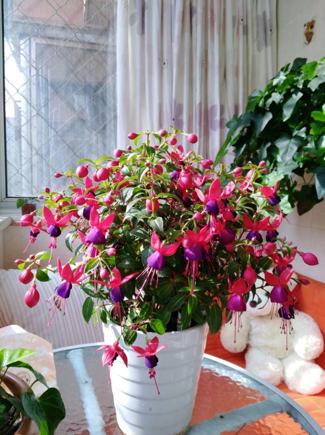 便宜的网红花有哪些图片,4种高颜值网红花