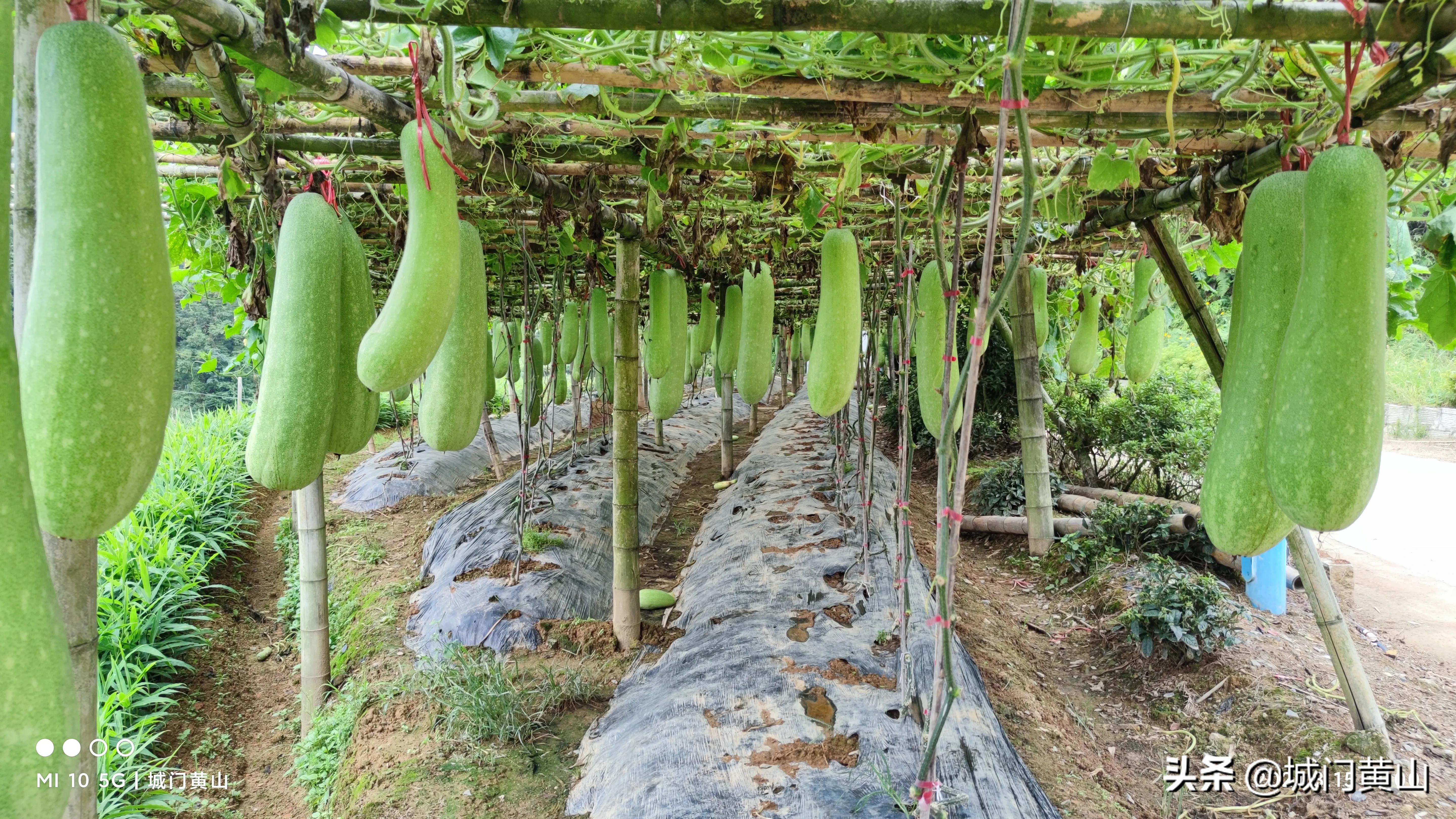 福州大湖乡冬瓜佛手瓜盛夏里在山里绽放