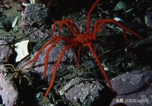 为什么法布尔说蜘蛛是昆虫,蜘蛛为什么会被法布尔写进昆虫记