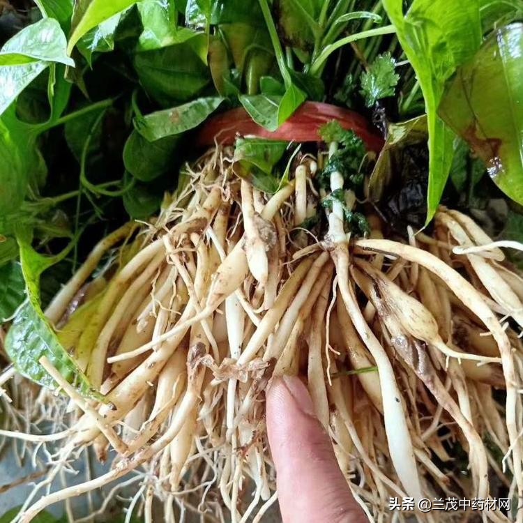 云南昆明曲靖红河热门中药材种苗价格行情快讯9月15兰茂药材网