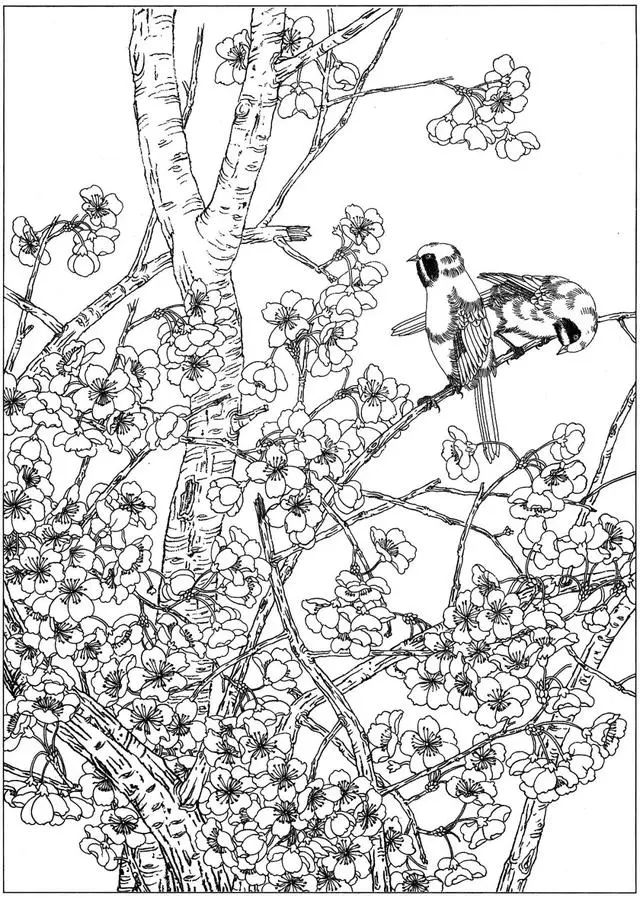 工笔花鸟白描步骤图,牡丹六尺横幅白描工笔花鸟底稿