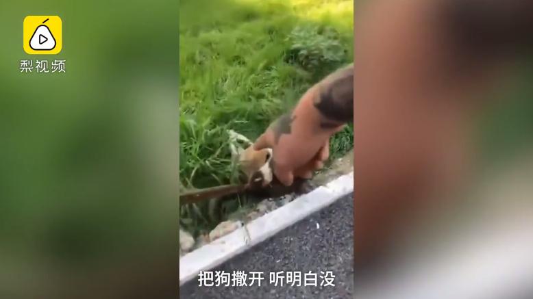 沈阳男女当街扑杀流浪狗,沈阳一男女当街抓狗