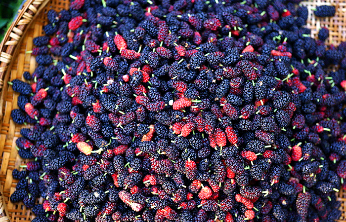 桑葚泡酒的正宗做法大全,桑葚泡酒的做法大全集