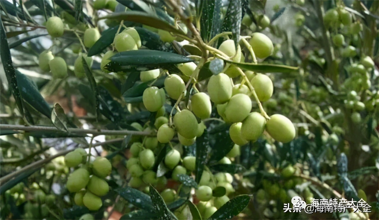 海南热带水果品种大全,海南热带水果园攻略