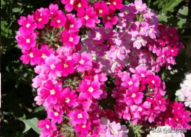 这4种花适合种在庭院中,庭院野草太多想种草皮