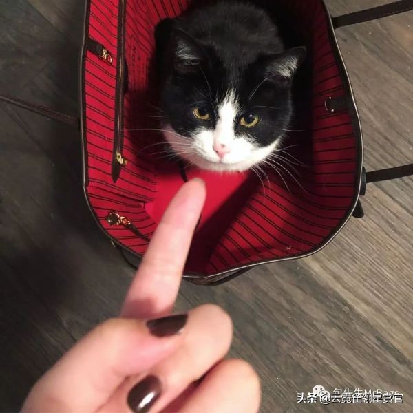 好看又大的宠物包,超好看的宠物包