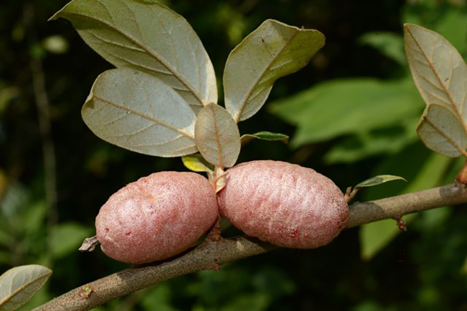 蒙自天坑发现异叶苣苔,竹生羊奶果和竹生羊奶子的区别