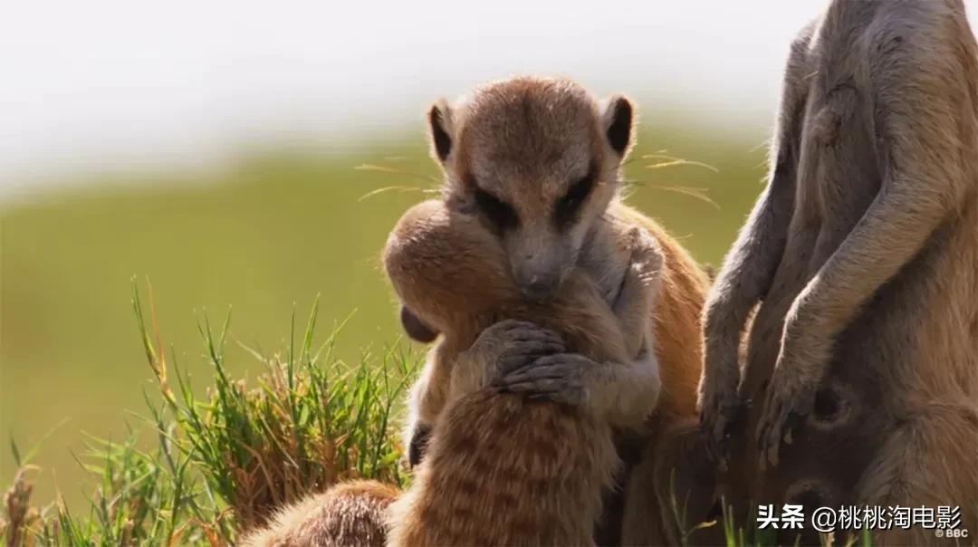 bbc纪录片最值得看的,bbc神级纪录片豆瓣评分超9