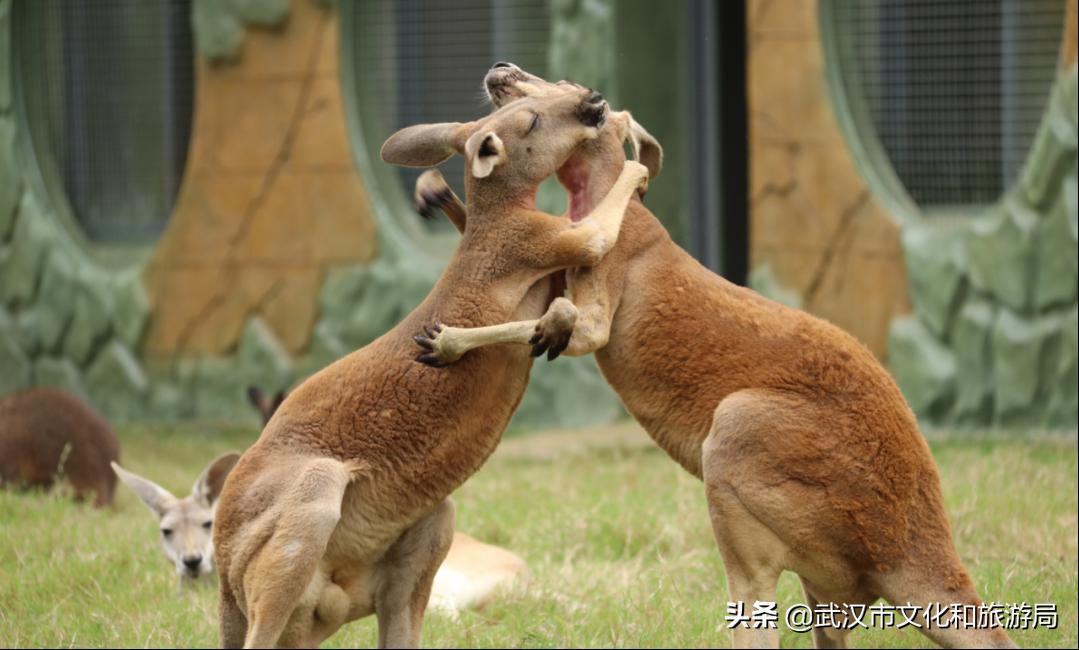 武汉野生动物王国营业时间,武汉野生动物王国有哪些园区
