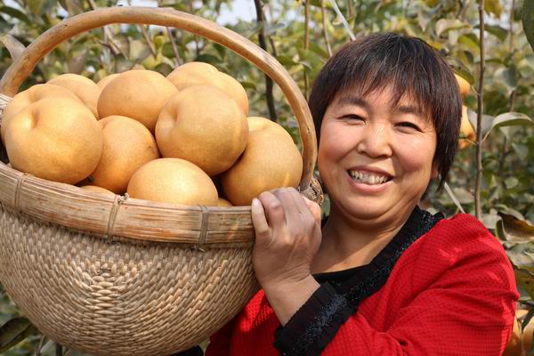 晚秋黄梨栽培技术与管理方法,晚秋黄梨什么时候授粉