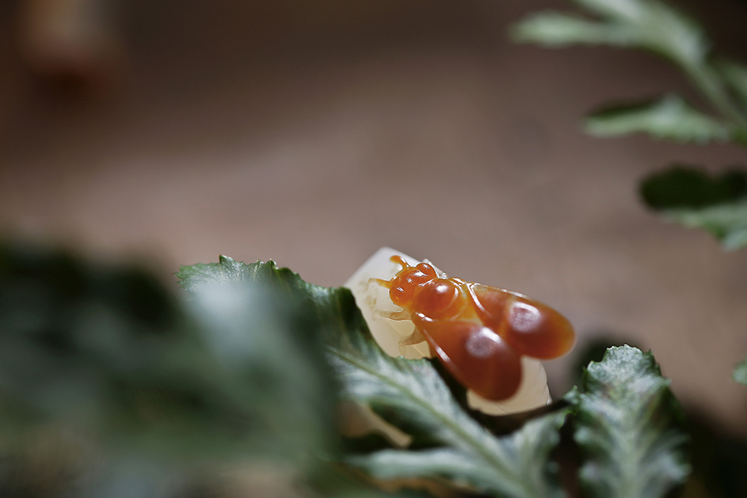 孤品和田玉雕,和田玉雕刻小蜜蜂