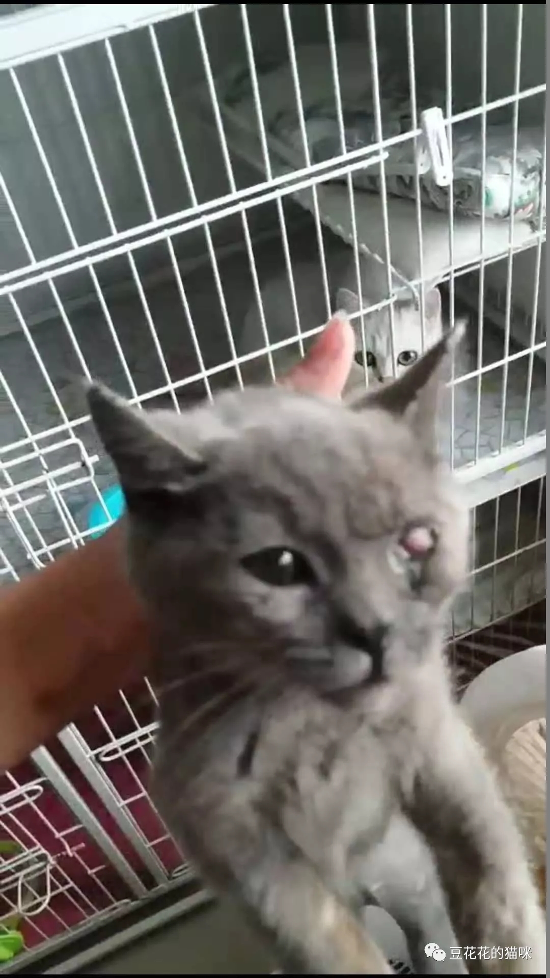 猫咪眼屎多还流泪怎么办,猫咪眼屎多流稠鼻涕怎么治