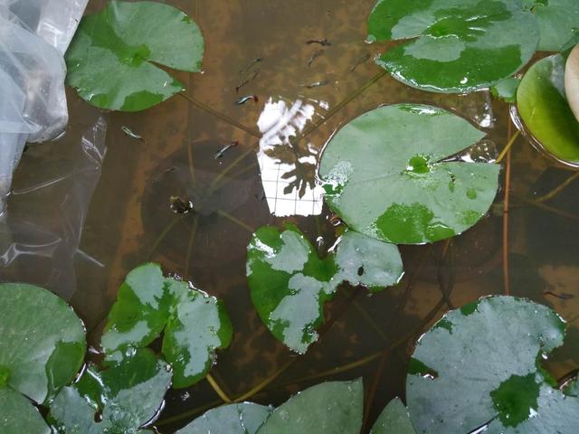 孔雀鱼苗怎样长得最快,孔雀鱼苗养什么长得快