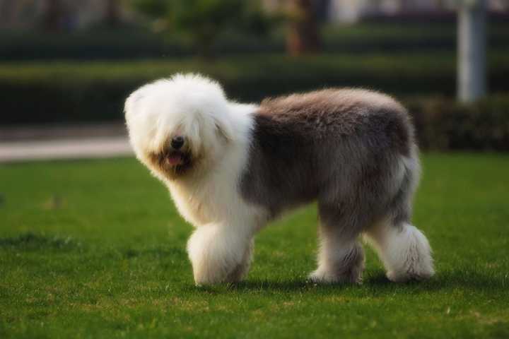 最齐全的狗狗品种介绍及图片,带你了解一下常见狗狗的品种