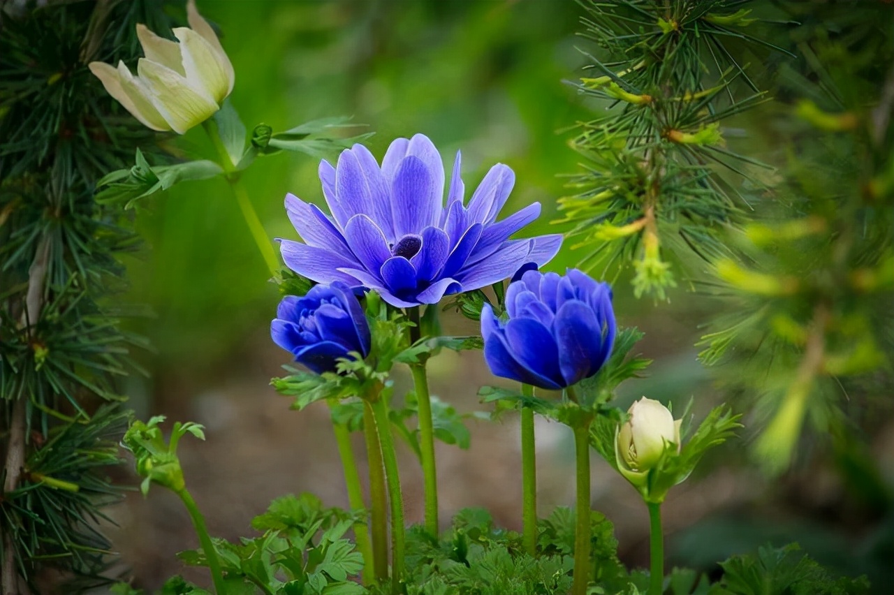 缘来缘去皆是天意缘深缘浅皆宿命,缘来缘去缘聚缘散一切都是天意