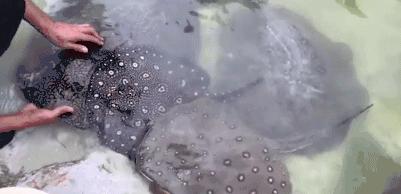 自家水库里养龙鱼，原来龙鱼和魟鱼还能这么养？