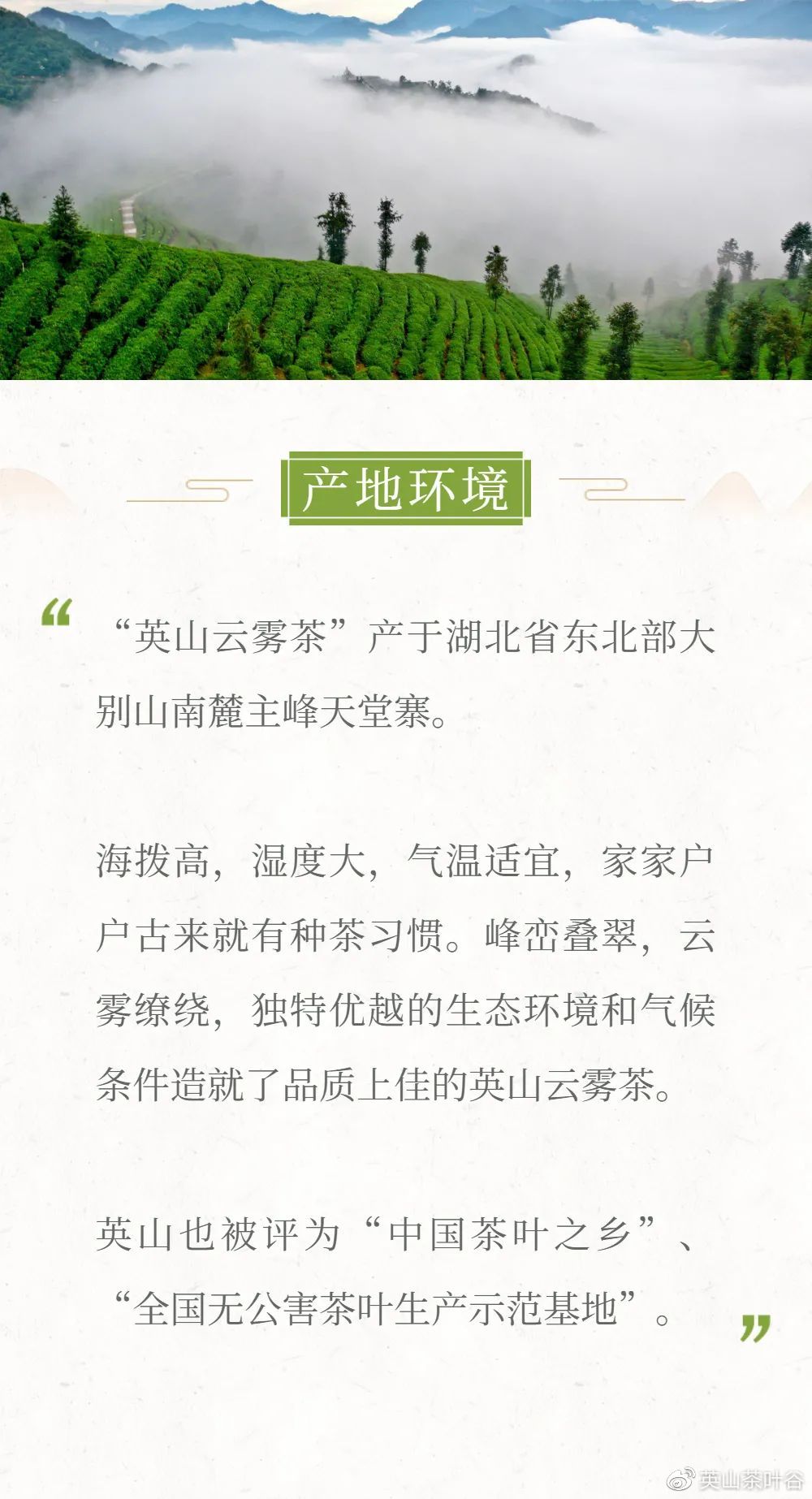 喝杯英山云雾茶静静，等等还未追上的灵魂