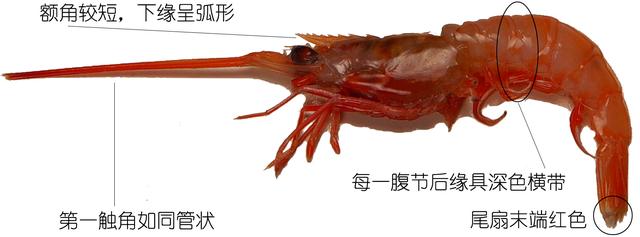 虾说，这是一篇让你不仅会吃，还会认……一文解决“虾”认识