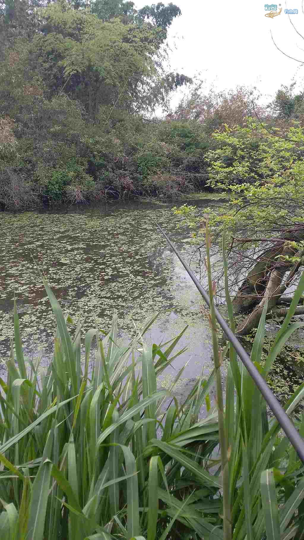 传统钓长竿收缩1米和1.2米哪个好,传统钓长竿公认性价比最好鱼竿