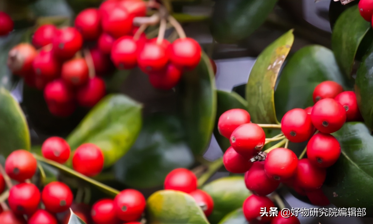 星巴克开600家新店计划，遭日本老牌打乱，2块喝一杯意式咖啡