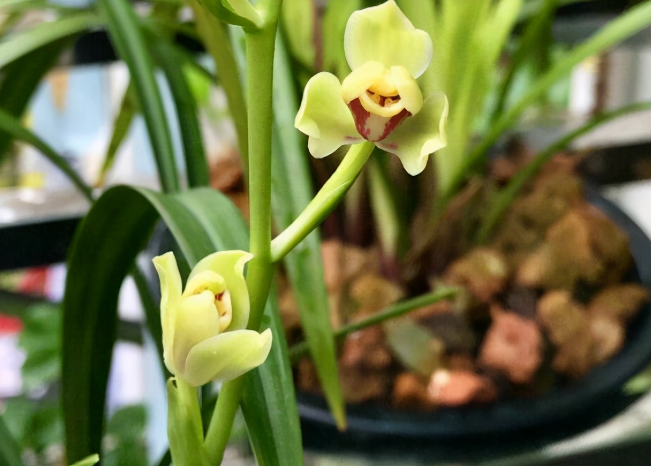 十三种最值得买的兰花黑马,最掉价的六种兰花