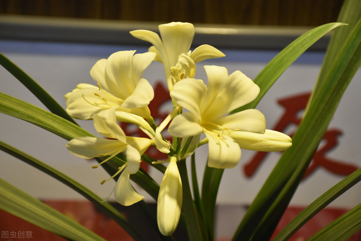 君子兰有六怕你知道吗,君子兰最怕的五种事情