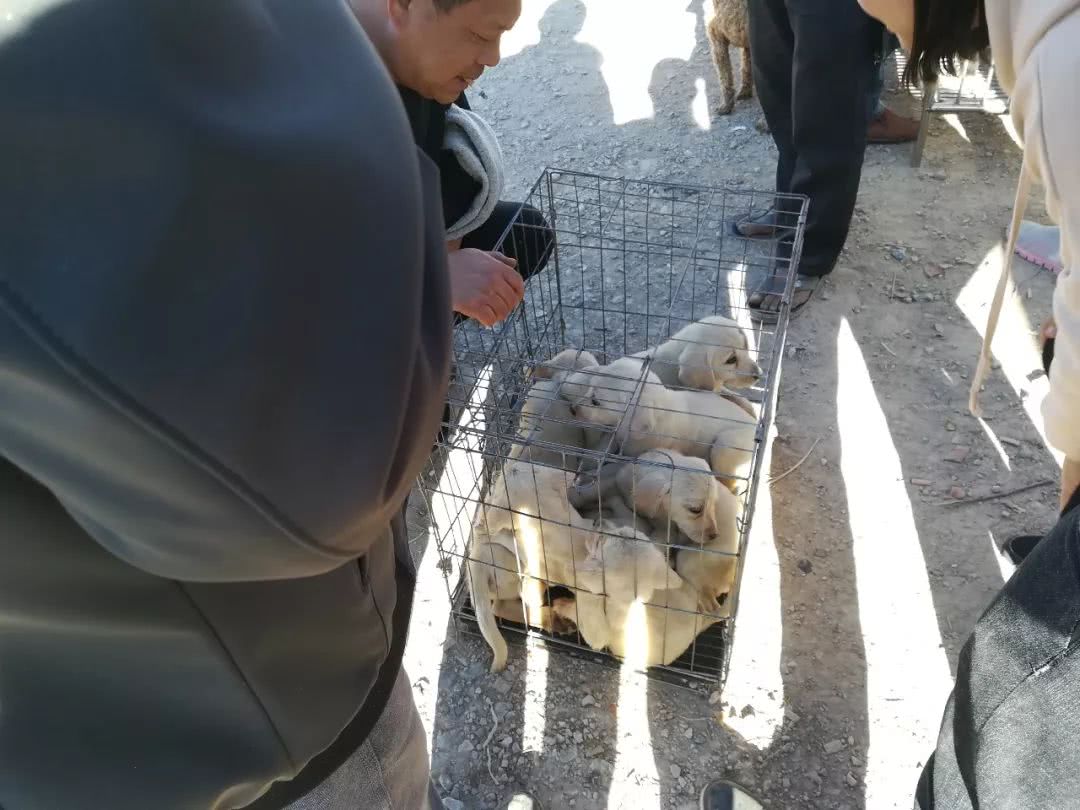 拉布拉多幼犬出售同城2022年的,临颍狗市拉布拉多幼犬黑色多少钱