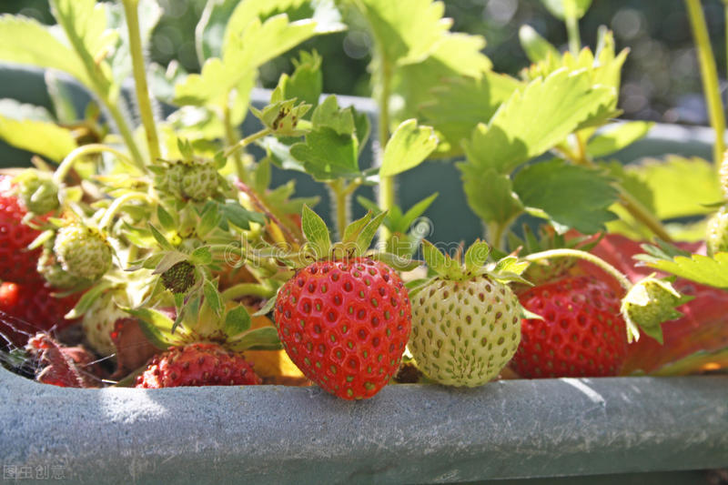 盆栽观果植物有哪些,观果植物具备哪些特征