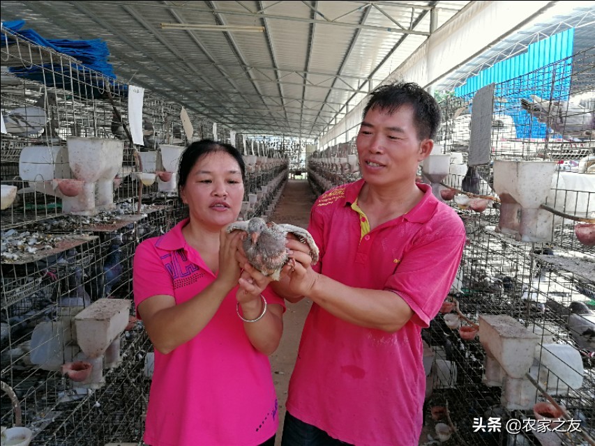 广西大新：赵建成夫妻双双合唱致富“鸽”