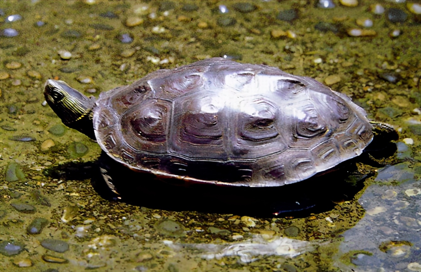 龟类大百科,大眼睛龟类