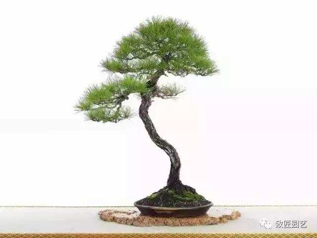 泰山松文人盆景,山松盆景100幅欣赏