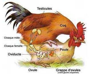 公鸡是怎么繁衍下一代的,公鸡是如何繁衍后代的