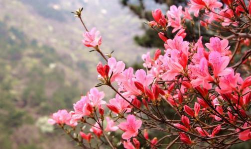 带花苞映山红四季开花不断好养,四季开花的映山红咋养