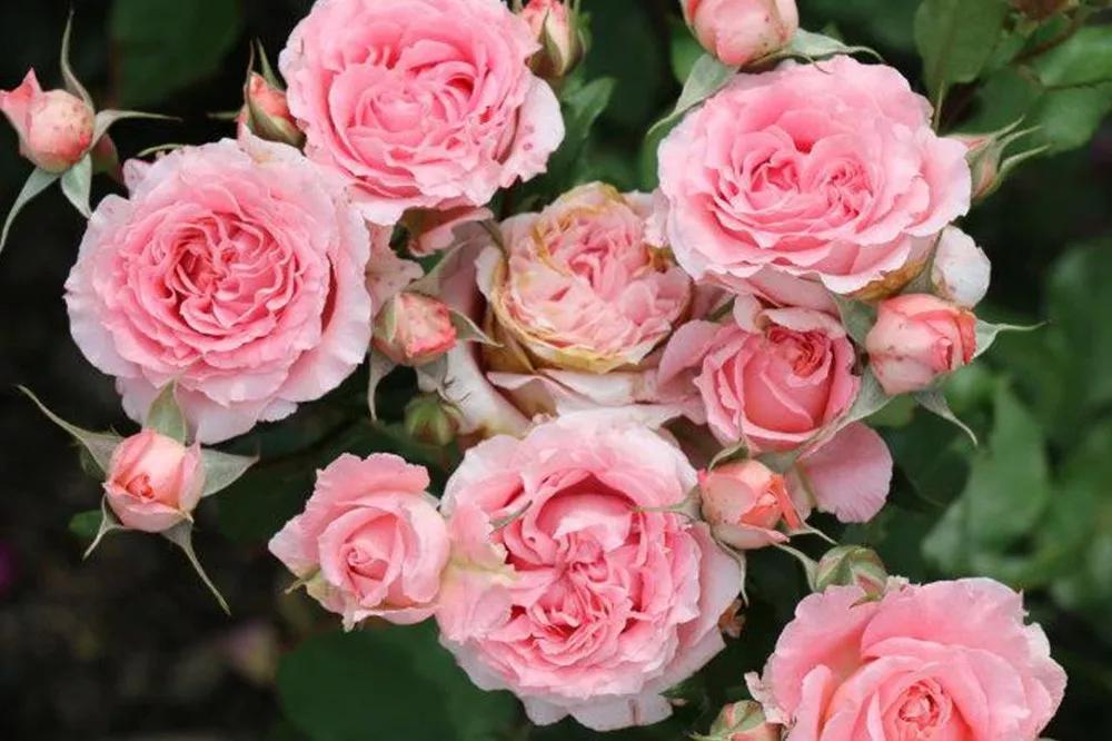 花店必备的5款玫瑰,花店常用的10款玫瑰花是哪些品种