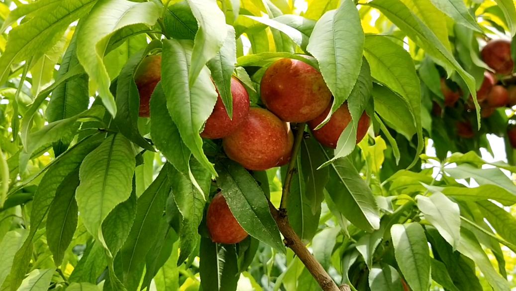 向党说说心里话演讲,向党说说心里话素材