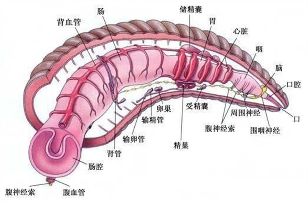 如果把水蛭吃进肚子会怎样,水蛭会不会寄生在身体里呢