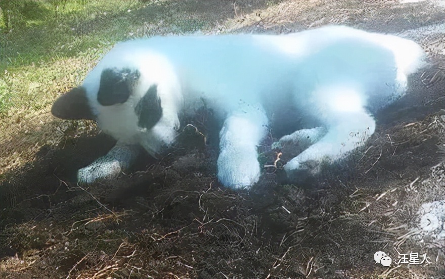 哈士奇和萨摩结合，生下了只超丑的宝宝，可没想到长大后这么飒