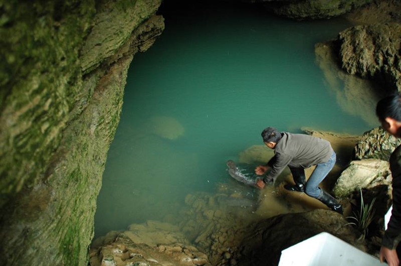 活化石的大鲵,大鲵为什么被称为活化石