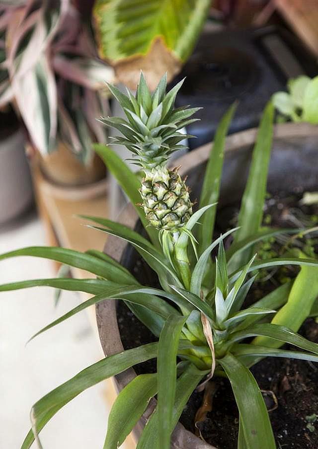 买回来剩下的菠萝头能重新栽种吗,吃菠萝剩下的菠萝头怎样种菠萝