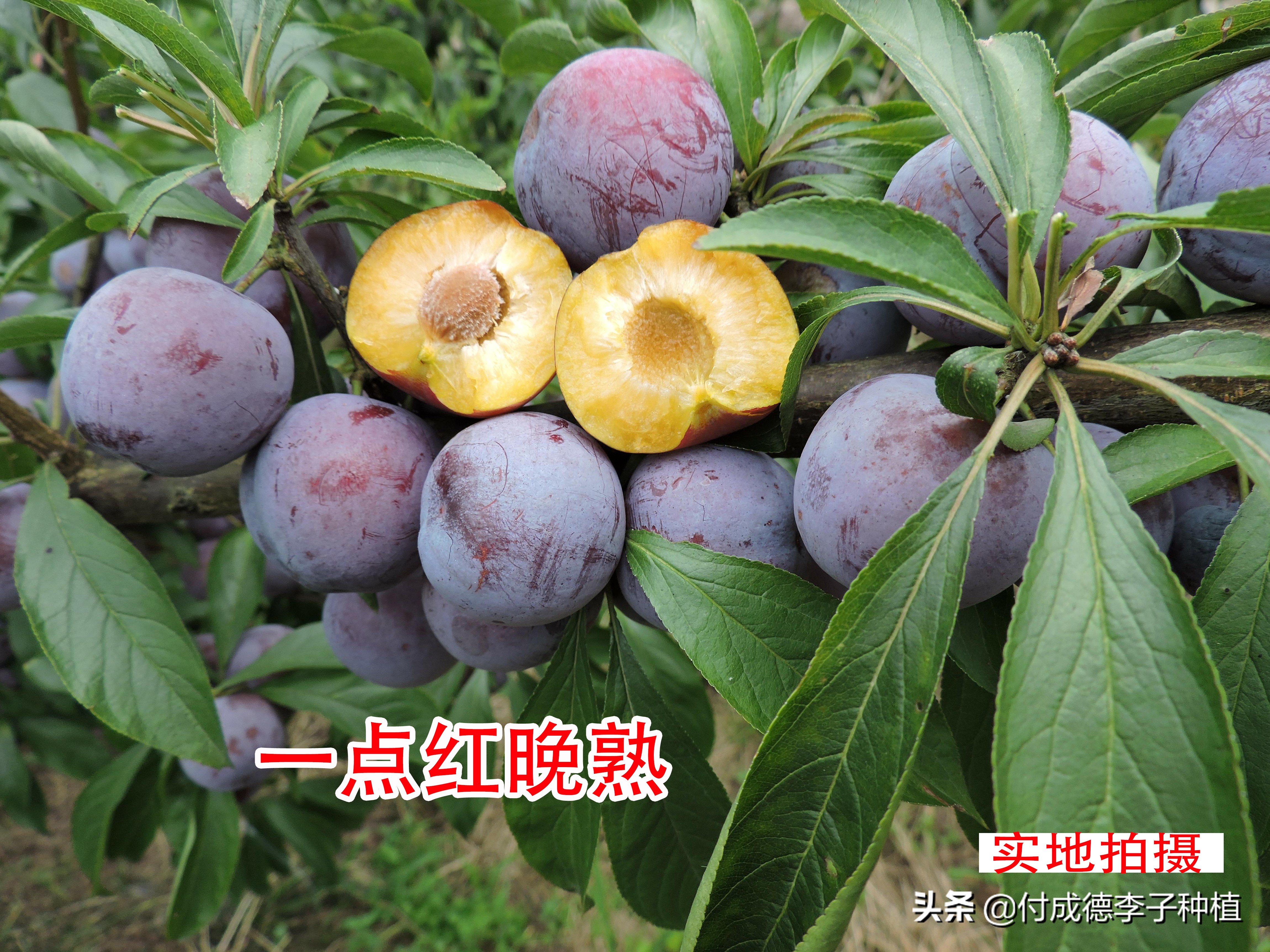 新疆种植什么水果前景好,种植什么水果前景好