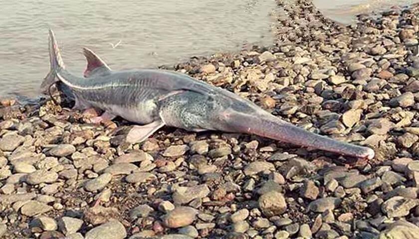 那些因为人类猎杀而灭绝的动物,因人类捕杀而灭绝的动物