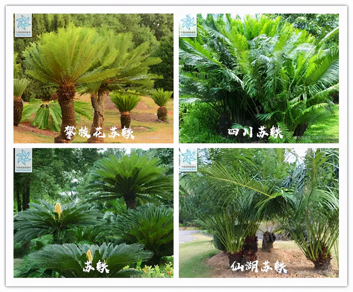 迎接COP15，保护生物多样性丨长江里有什么之“巴蜀之宝”苏铁