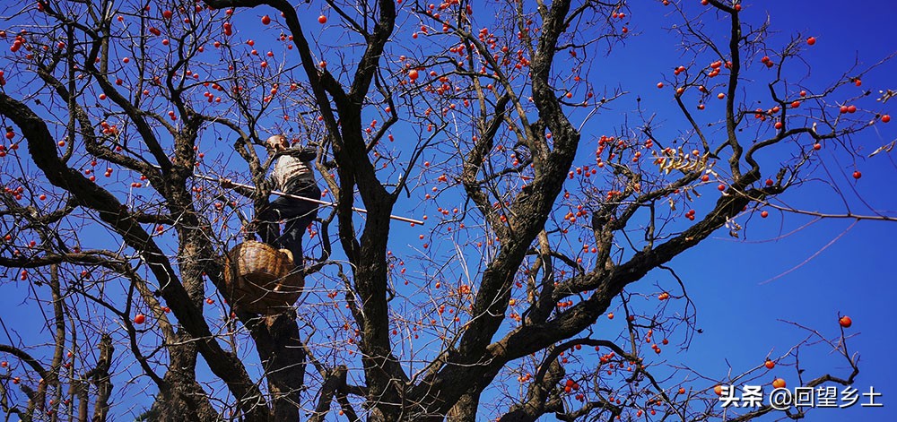 柿子怎么摘好吃又难摘,柿子在树上摘下来怎么弄才好吃