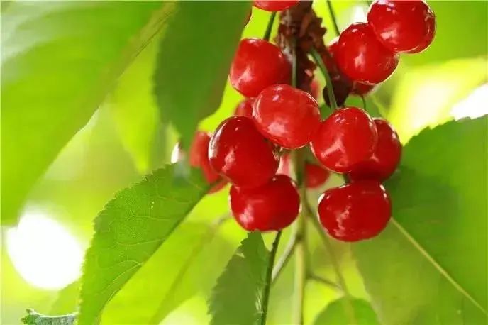 陕西樱桃采摘季节是几月份,陕西最近摘樱桃的地方