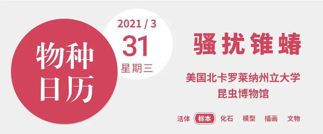 这种小虫有多危险？达尔文也被它咬过，得了终生未治的疾病